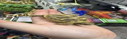 Tortoise reptiles for sale: Female tortoise  in Preston - Advert 1