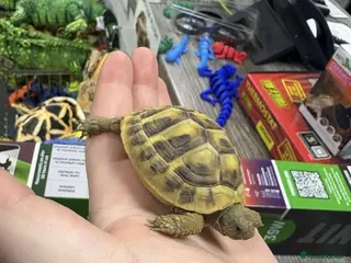 Tortoise reptiles Female tortoise - Advert 5