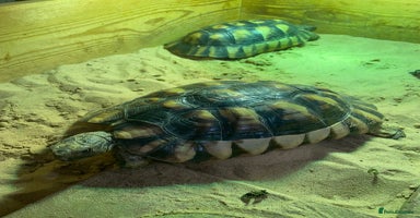 Tortoise reptiles - Advert 12