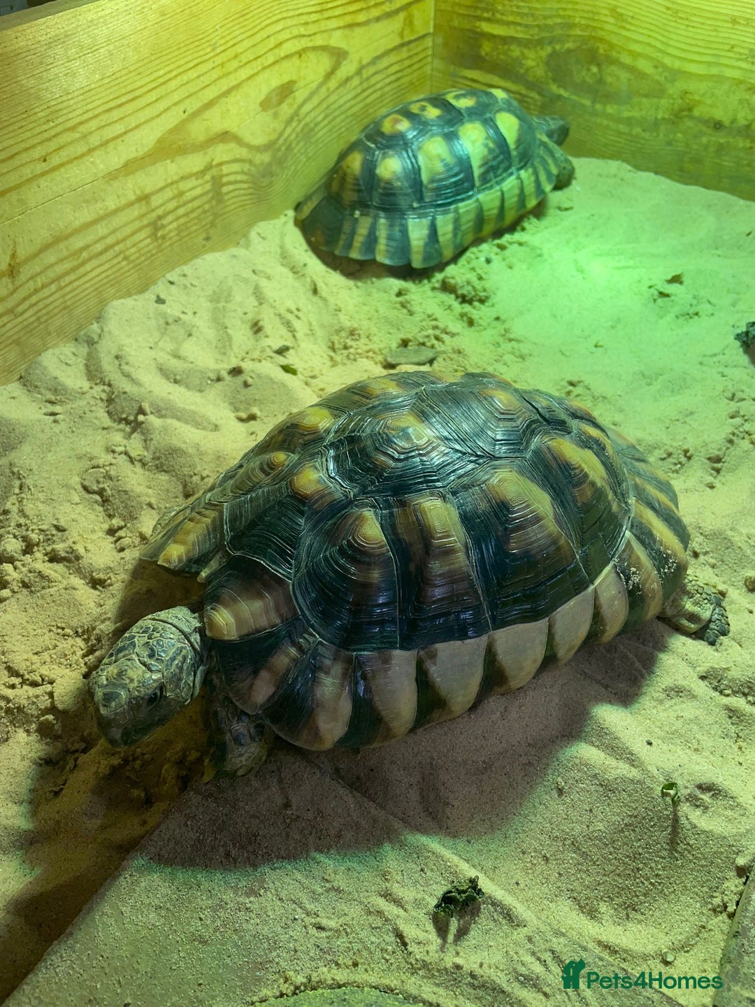Tortoise reptiles for sale: Marinated breeding pair of tortoises  - Image 2