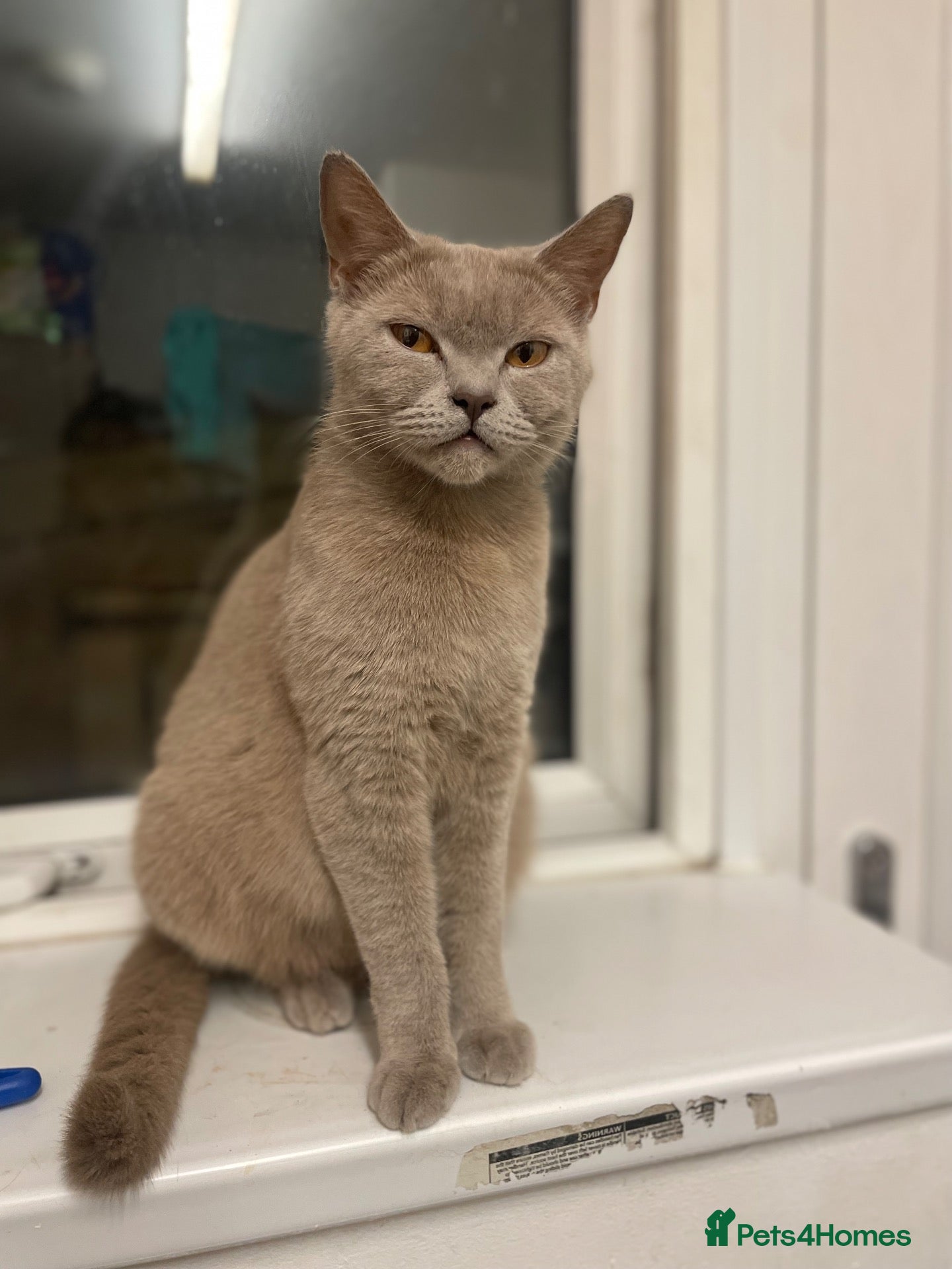 British Shorthair cats Beautiful male kitten BSH - Advert 1