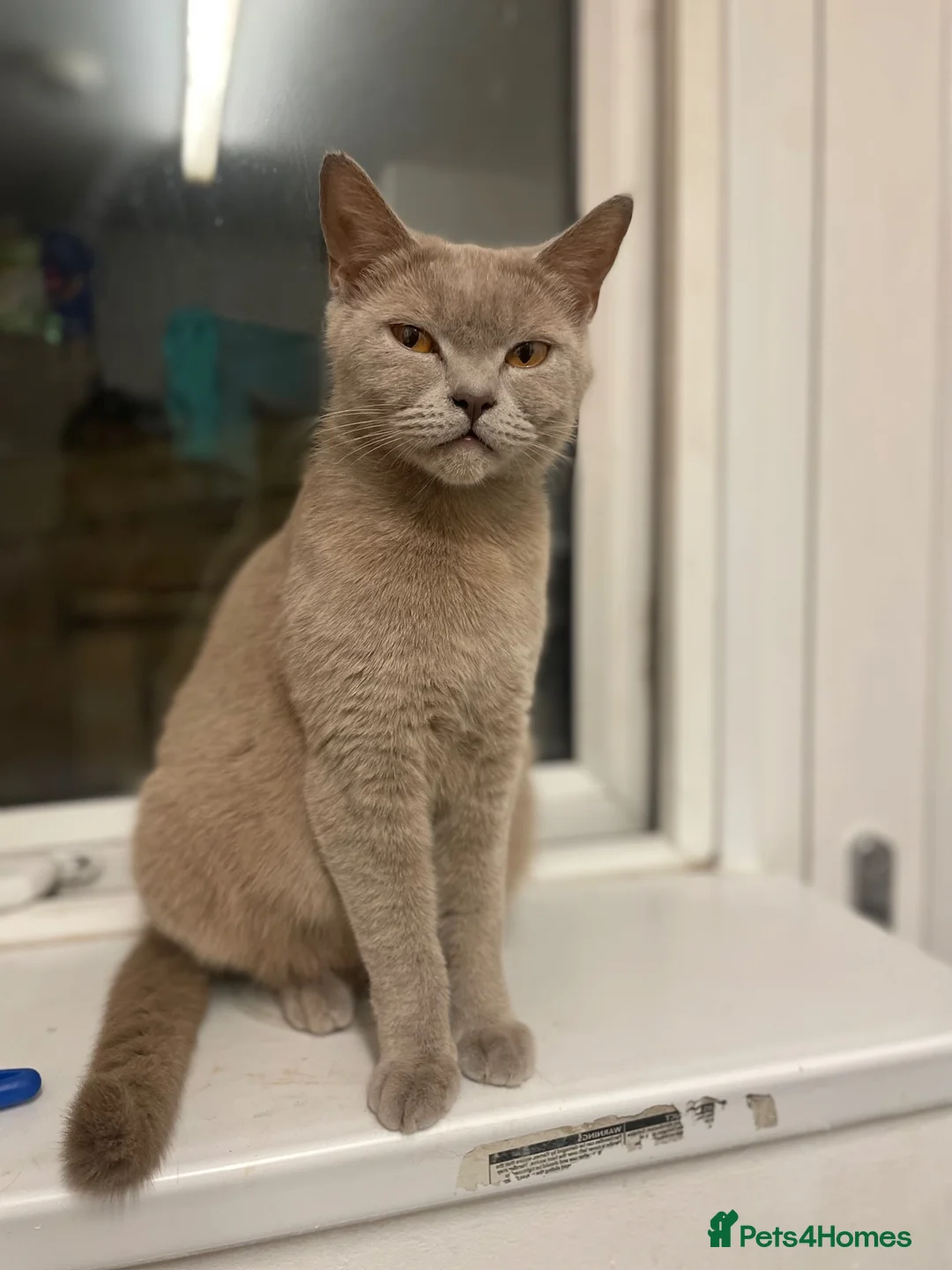 British Shorthair cats for sale: Beautiful male kitten BSH - Advert 1