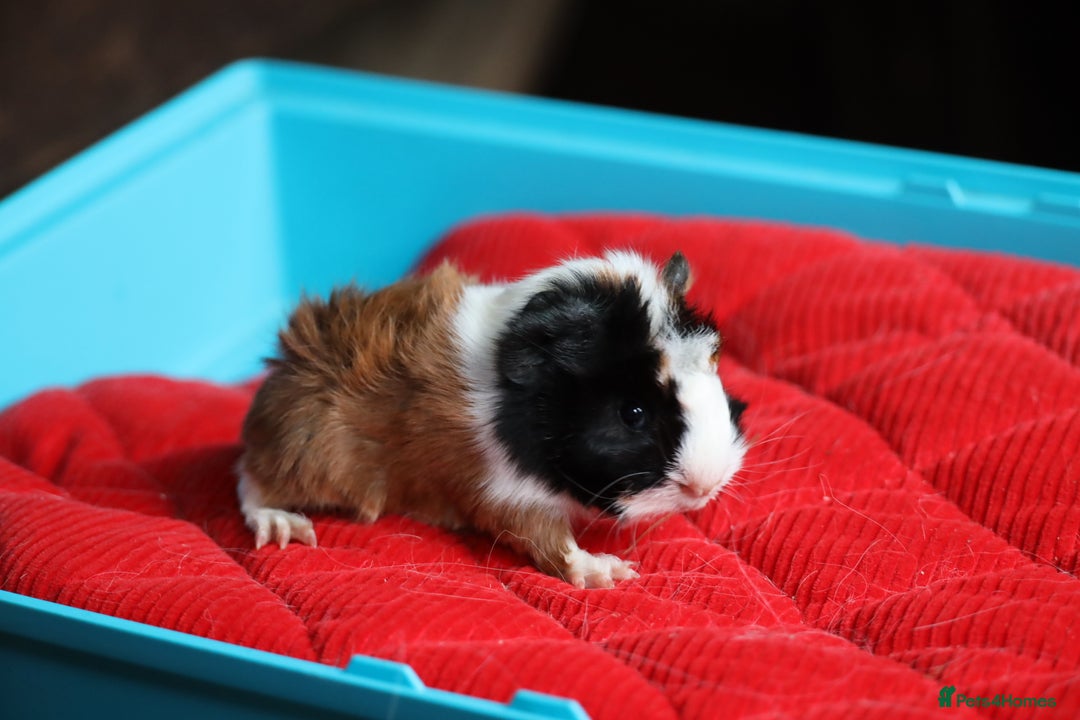 Guinea Pig rodents for sale: Peruvian long haired Babies - Advert 10
