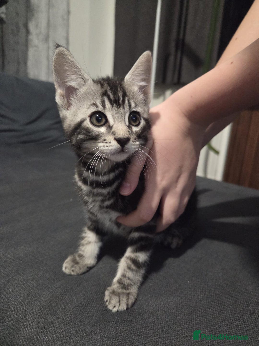 Mixed Breed cats for sale: Gorgeous mixed breed kittens for sale  - Image 12