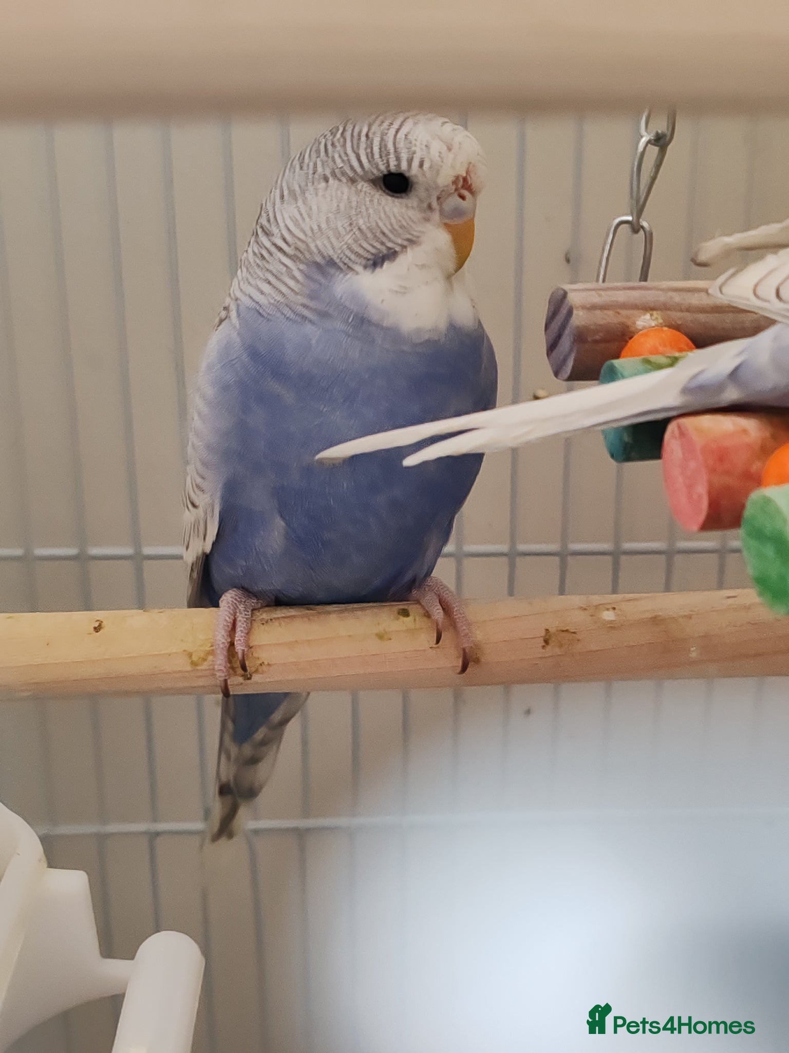 Parrots birds for sale: budgies 2 months and 3 months 1 week  - Advert 3