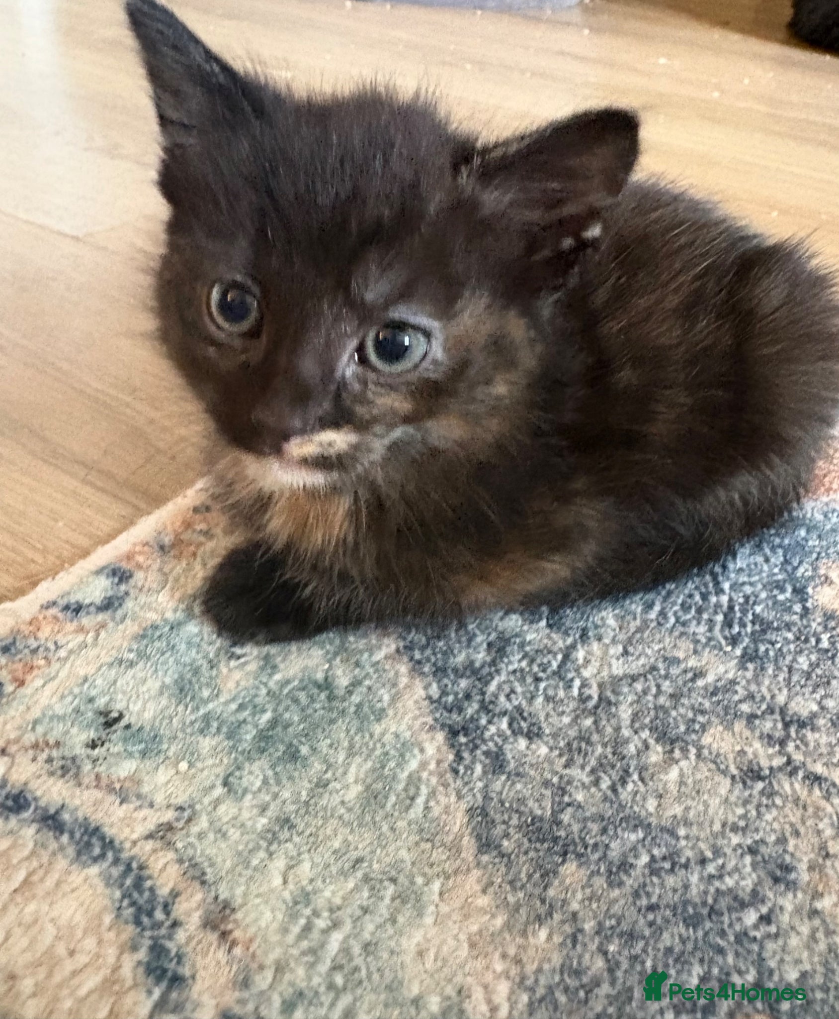 Mixed Breed cats 2 beautiful girls left! 🩷 - Advert 15