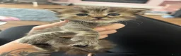 Mixed Breed cats for sale: Ragdoll cross Maine coon/exotic Persian  in Harlow - Advert 3
