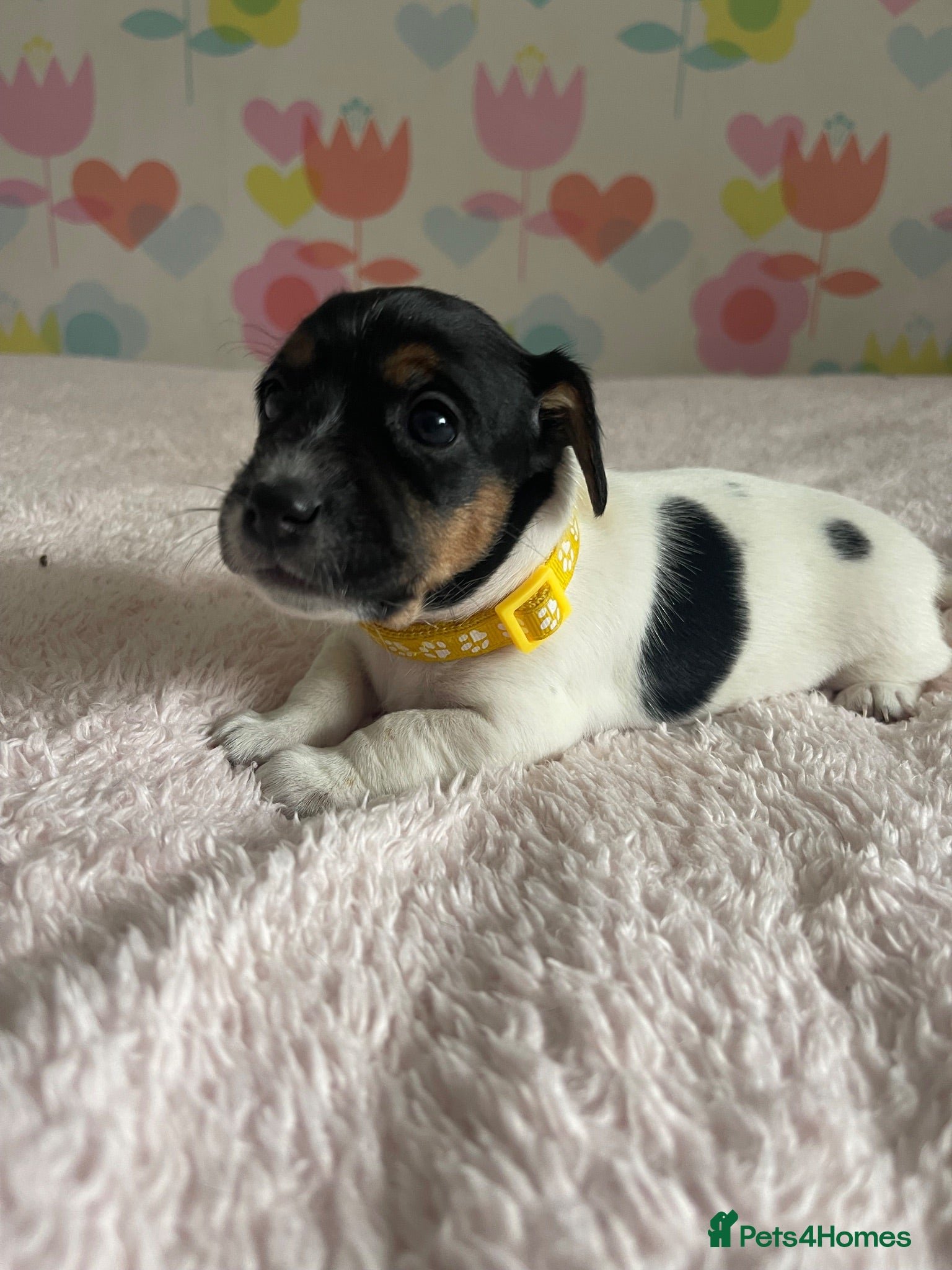 Jack Russell dogs Beautiful little girl left 🐶 - Advert 2