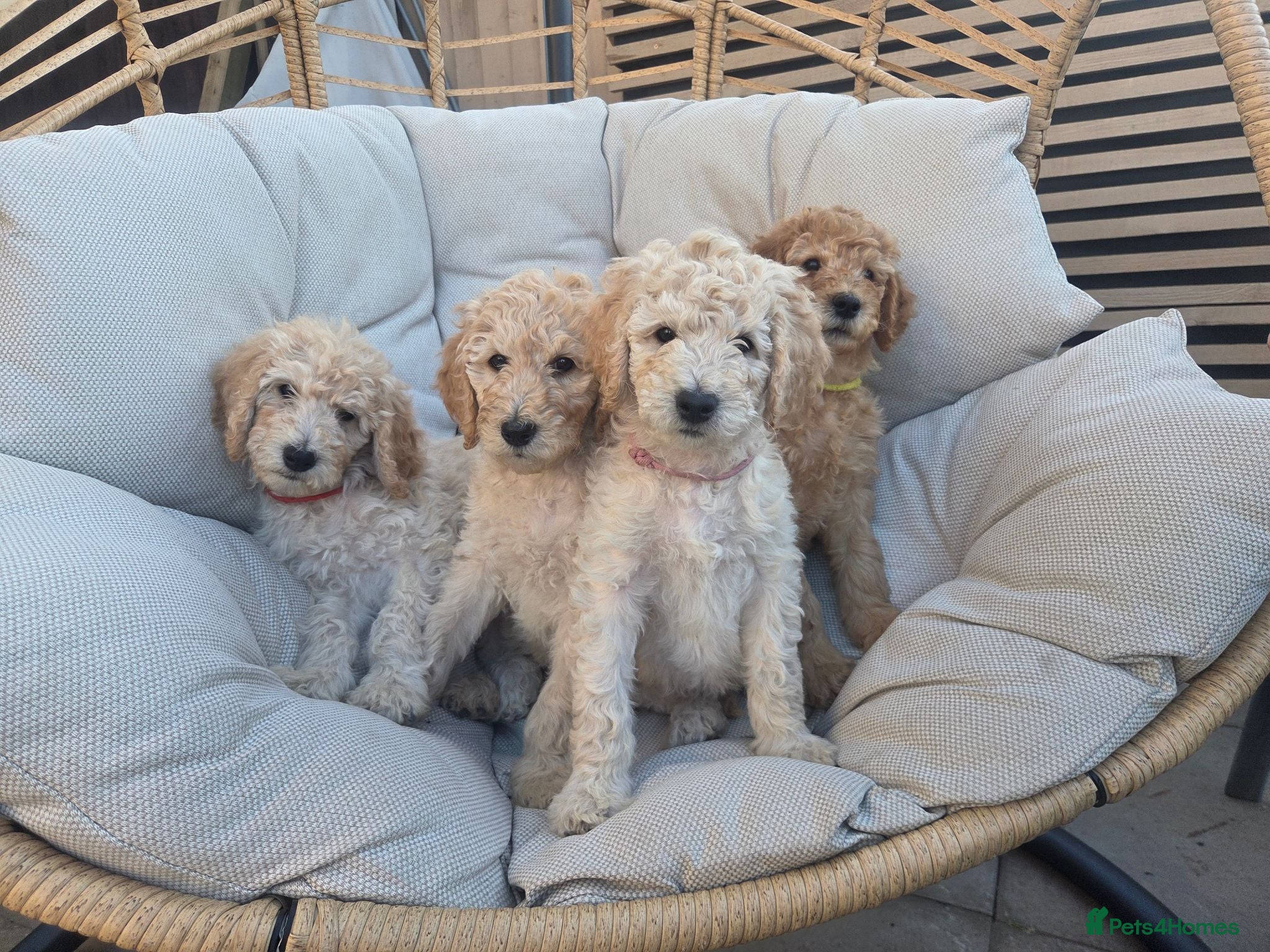 Labradoodle dogs Standard Multigeneration Labradoodle Backcross - Advert 11