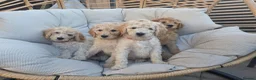 Labradoodle dogs for sale: Standard Multigeneration Labradoodle Backcross - Advert 4