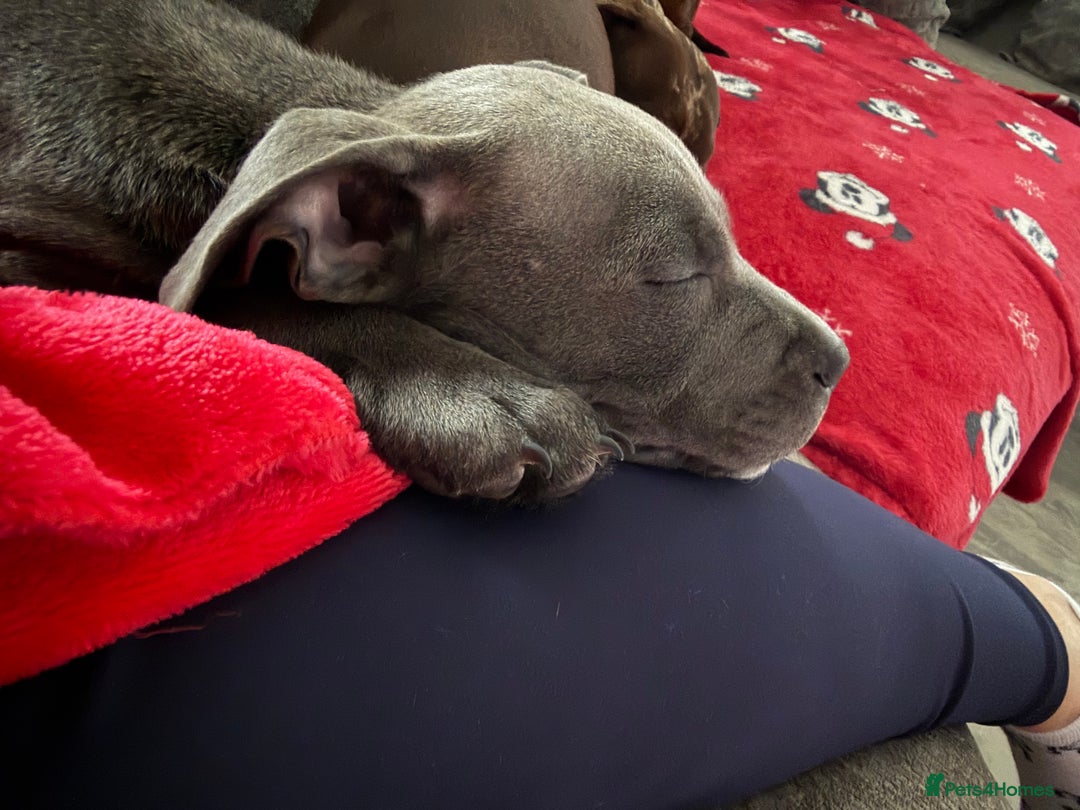 Staffordshire Bull Terrier dogs for sale: Blue staff  - Advert 2