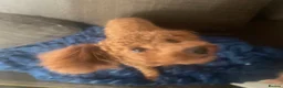 Toy Poodle dogs for sale: 🧸Stunning kc red tiny toy poodles mini bears 🧸  - Advert 14