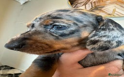 Miniature Dachshund dogs for sale: Beautiful Miniature Dachshund Puppies - Image 7