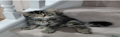 Brown Long Haired Tabby Kitten
