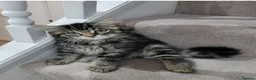 Mixed Breed cats for sale: Litter of 5 Kittens, 11 Weeks Old - Advert 7