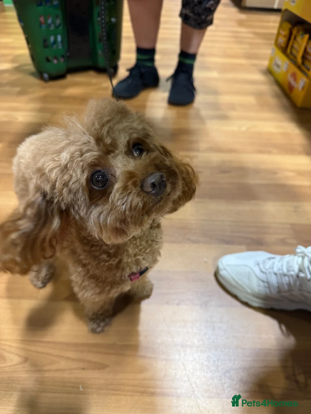 Toy Poodle dogs for stud: Red Toy Girl  in Milton Keynes - Advert 3