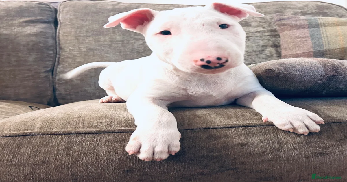Bull Terrier Puppies for sale in Newton Abbot, Devon | Pets4Homes
