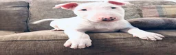 Bull Terrier dogs for sale: Ready Now KC reg show quality puppies  - Advert 1