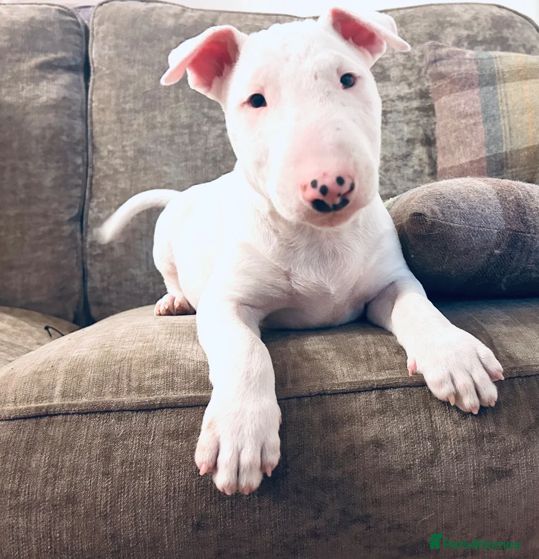 Bull Terrier dogs for sale: Ready Now KC reg show quality puppies  - Advert 1