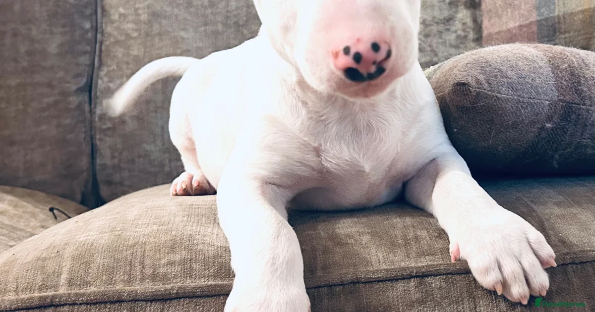 Mini Lullsr Bull Terrier Puppies for sale in Newton Abbot, Devon | Pets4Homes