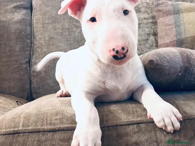 Bull Terrier dogs Ready Now KC reg show quality puppies - Advert 1