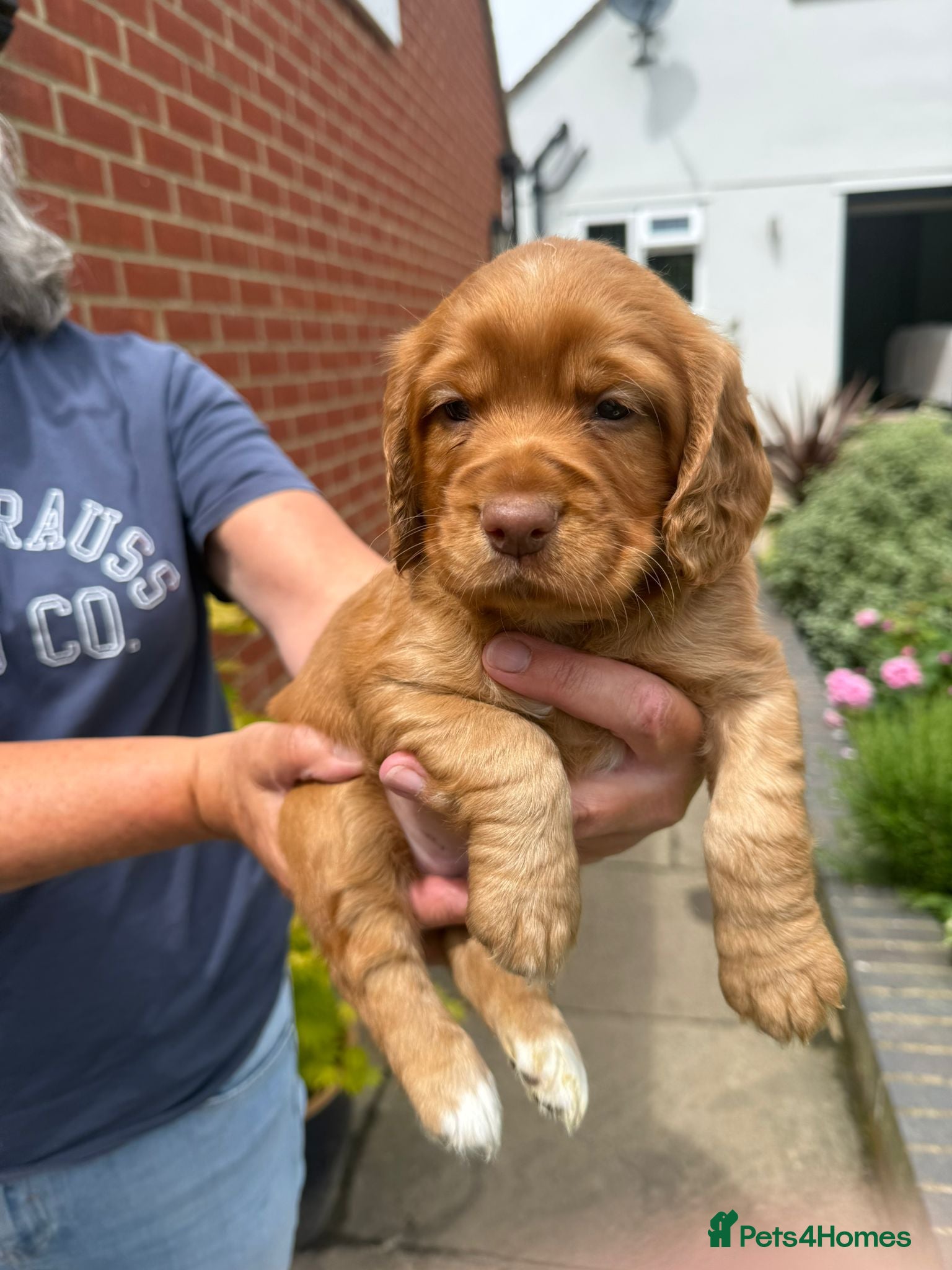 Cocker Spaniel dogs Working cocker spaniel pups - Advert 2