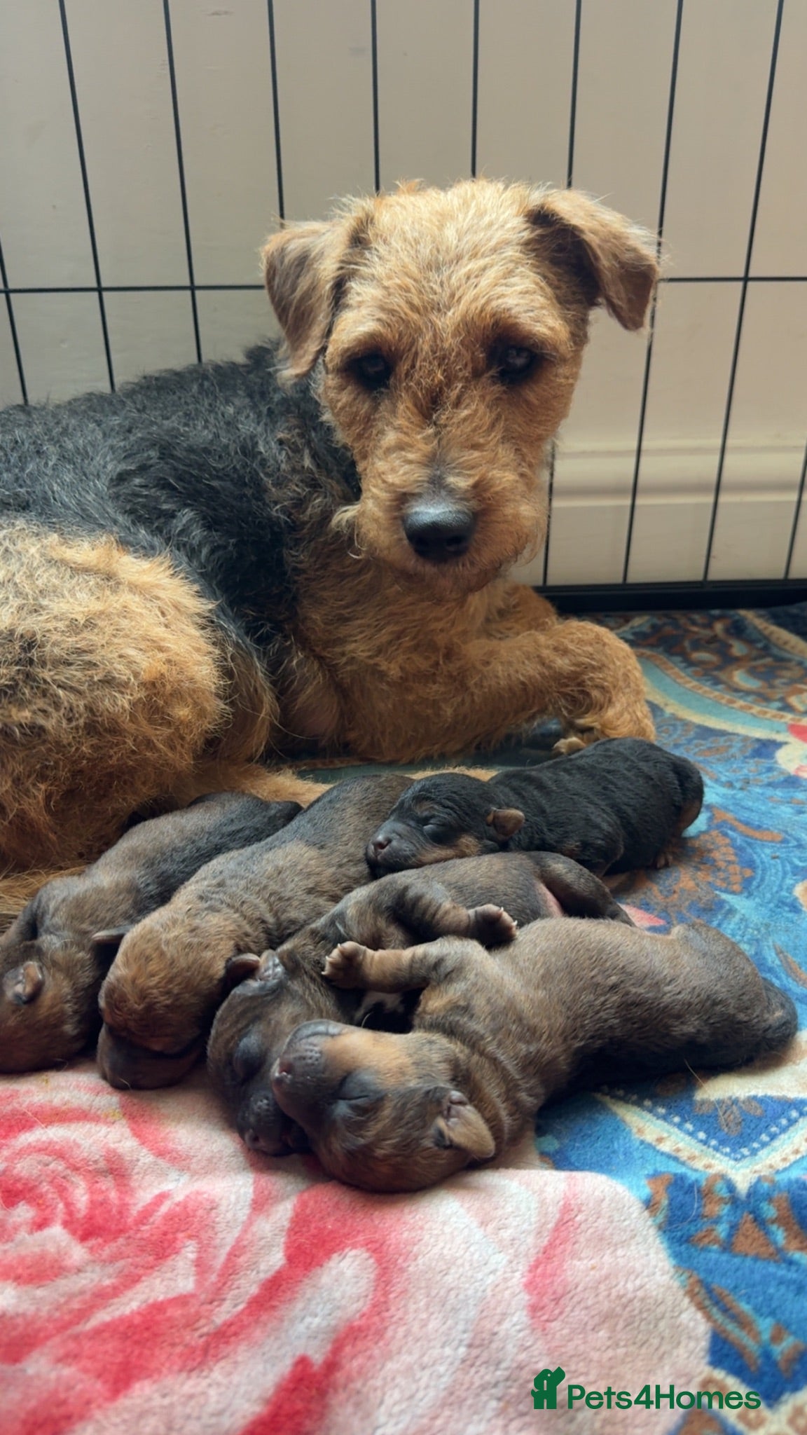 Lakeland Terrier dogs 4 lakeland puppies for sale  - Advert 1