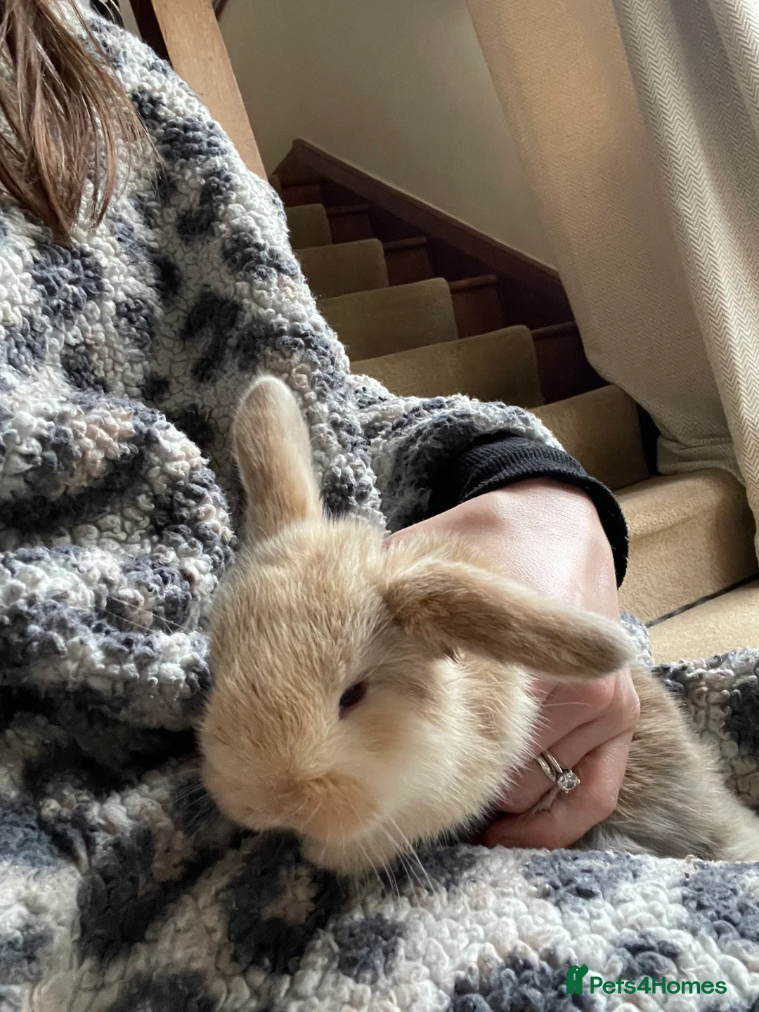 Mini Lop rabbits for sale: Mini Lop kits - Advert 15