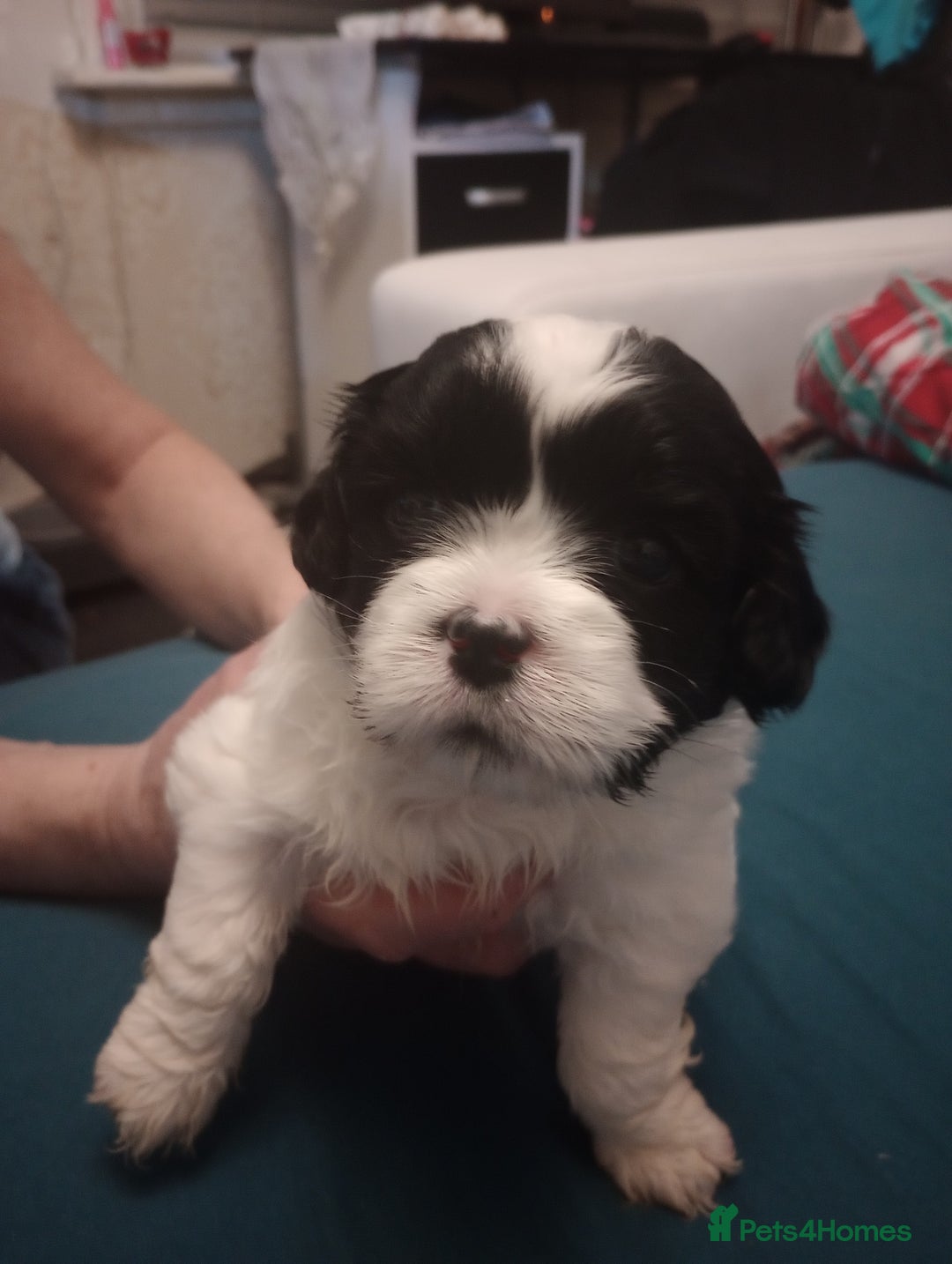 Shih Tzu dogs for sale: Adorable shih-tzu puppies - Advert 7