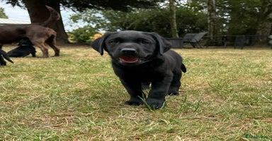 Labrador Retriever dogs - Advert 16