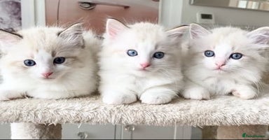 Ragdoll cats - Advert 10