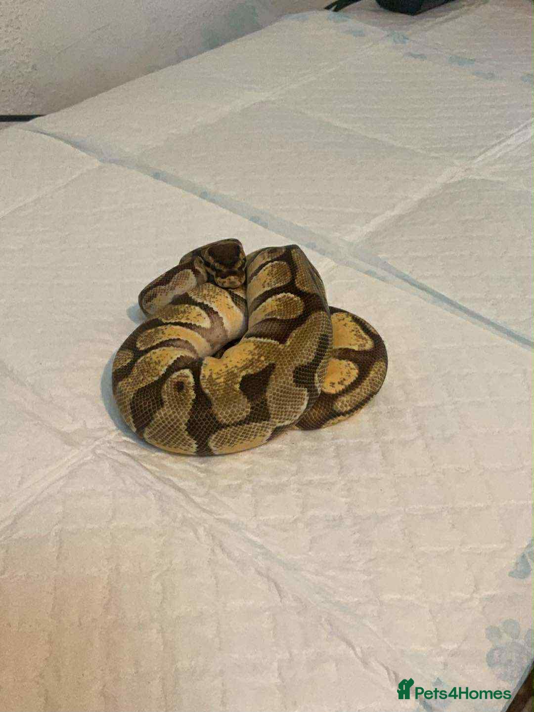 Snake reptiles for sale: Various snakes - Image 4