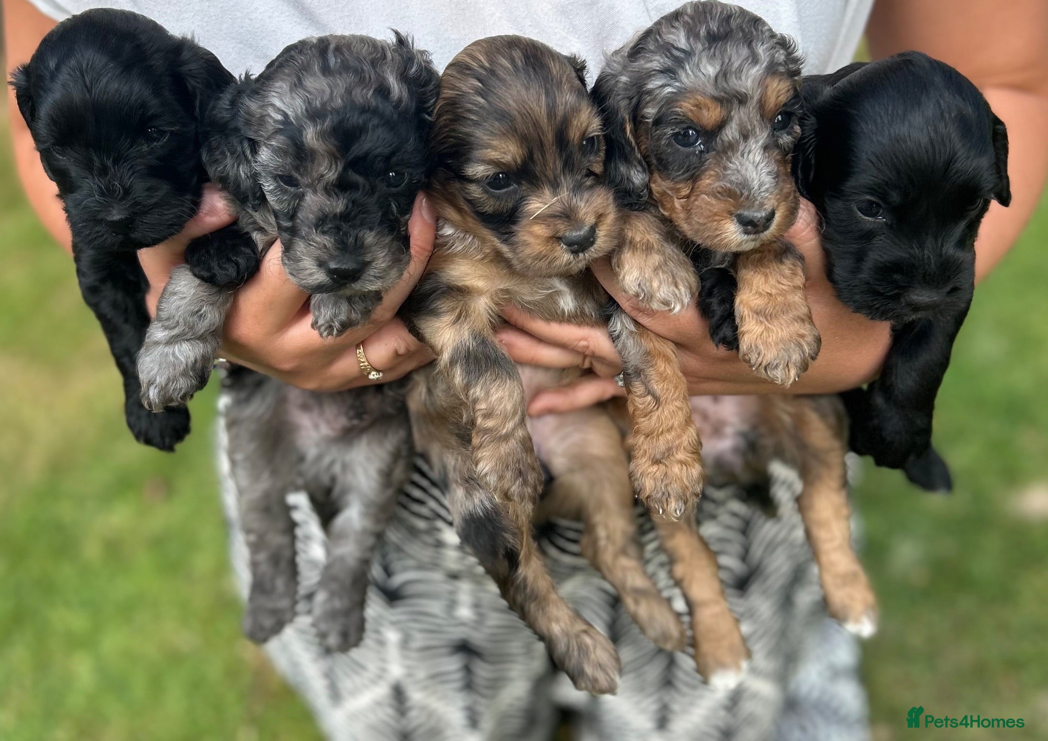 Cockapoo dogs for sale: Chocolate &Blue Merle, Tricolour & black cockapoos - Advert 1