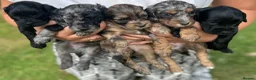 Cockapoo dogs for sale: Chocolate &Blue Merle, Tricolour & black cockapoos in Carlisle - Advert 1