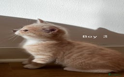 Mixed Breed cats for sale: [READY NOW] British Shorthair x Mainecoon - Image 14