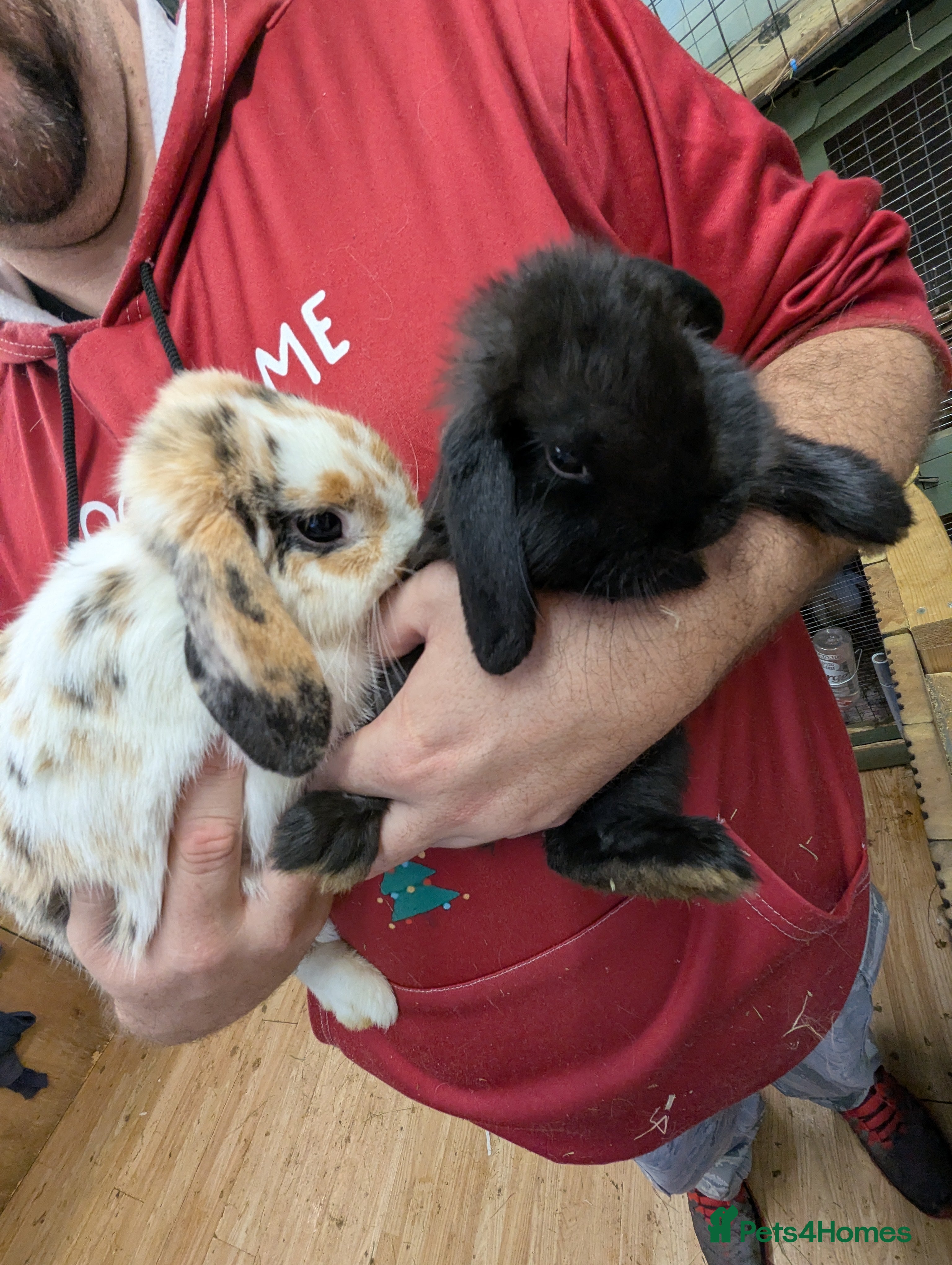 Mini Lop rabbits Mum&amp;baby girl mini lops! £50 for both :) - Advert 4