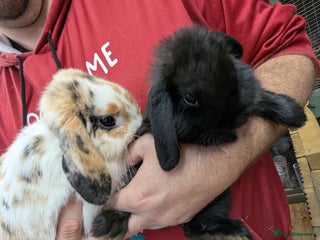 Mini Lop rabbits Mum and baby girl mini lops! Very friendly! - Advert 11