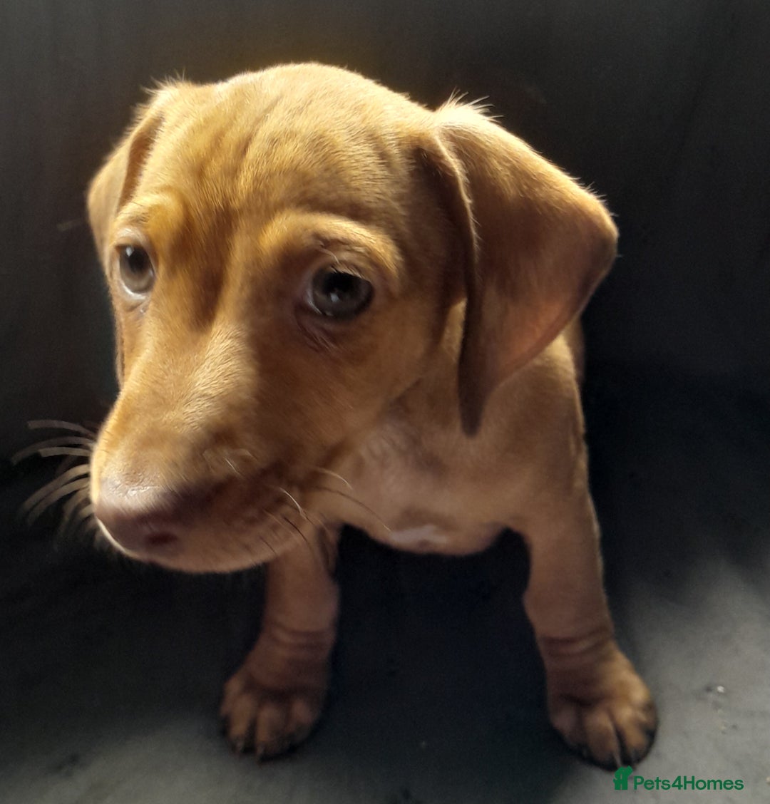 Miniature Dachshund dogs for sale: Miniature dachshund ( sausage dog) puppies - Image 9
