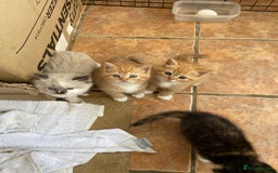 Persian cats for sale: Persian x - Image 7