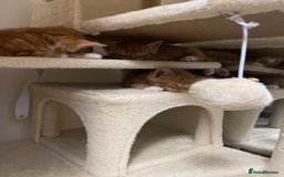 American Shorthair cats for sale: 4 male kittens for sale! - Image 21