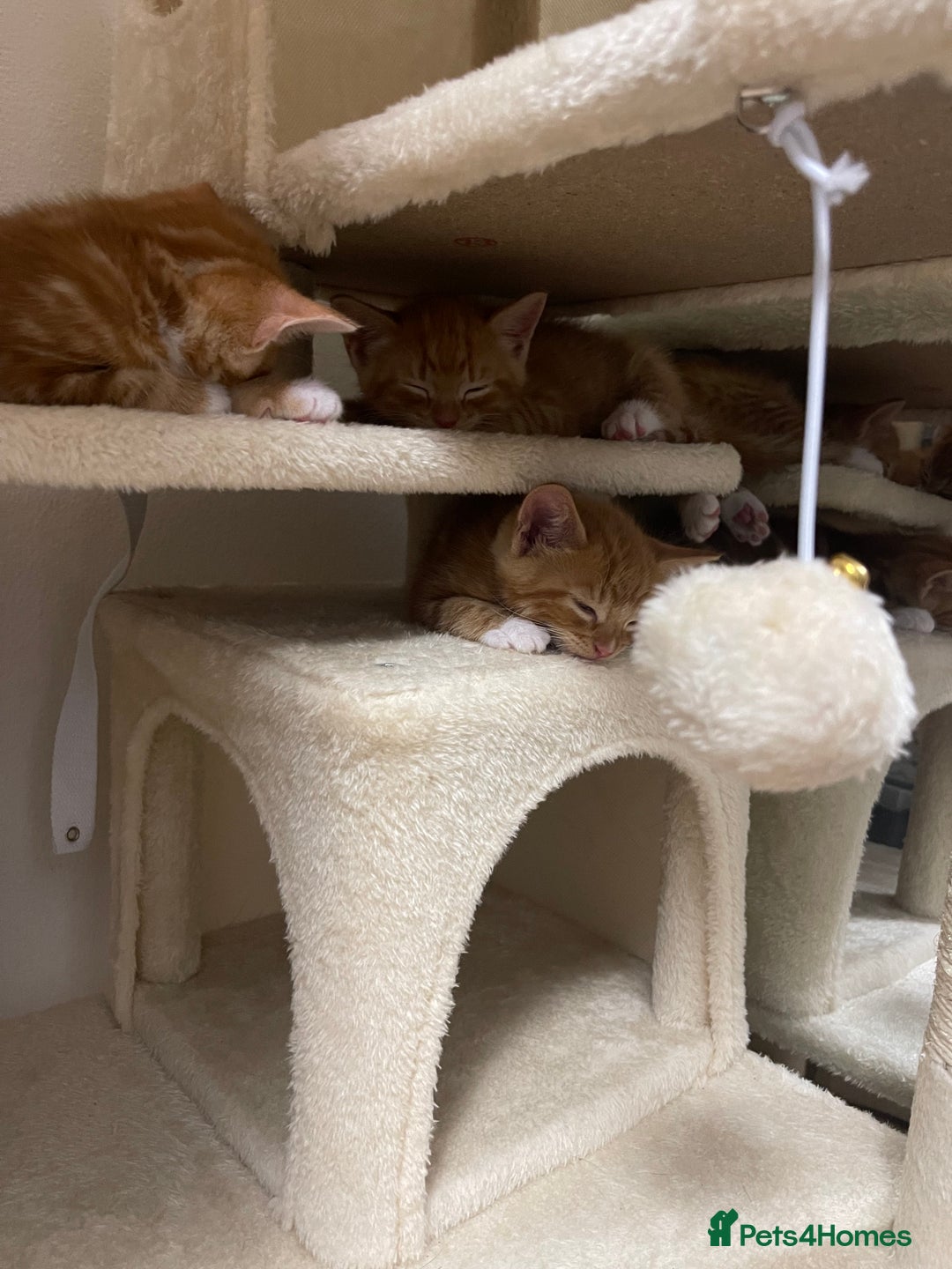 American Shorthair cats for sale: 4 male kittens for sale! - Image 21