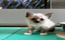 Ragdoll cats for sale: 8 gorgeous ragdoll kitten - Image 12