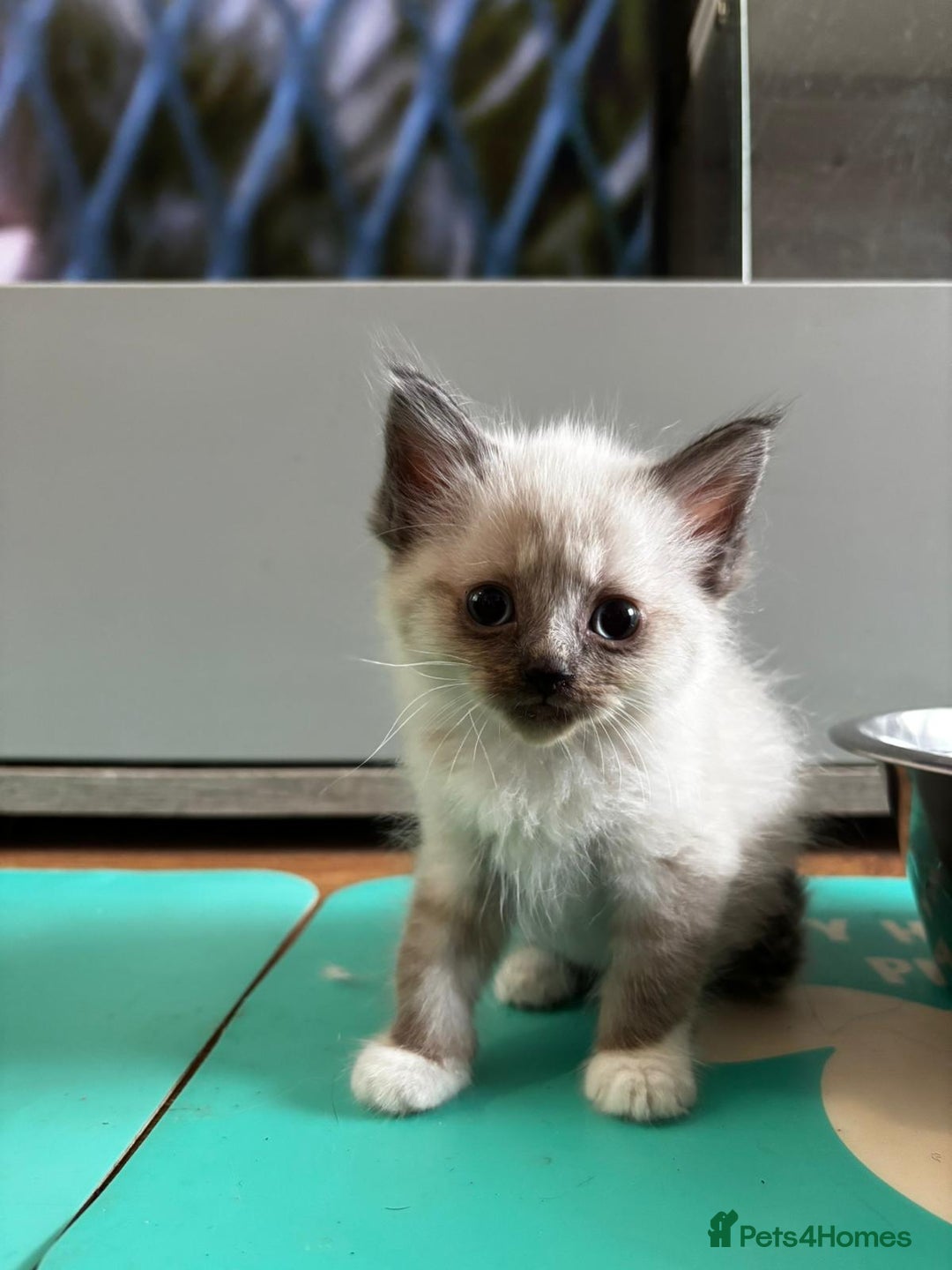 Ragdoll cats for sale: 8 gorgeous ragdoll kitten - Image 12