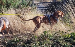 Segugio Italiano dogs for adoption: Duffy – 3 yr old boy, Striking Segugio Italiano X - Image 6