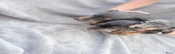 Miniature Dachshund dogs for sale: Beautiful dachshund puppies  - Advert 5