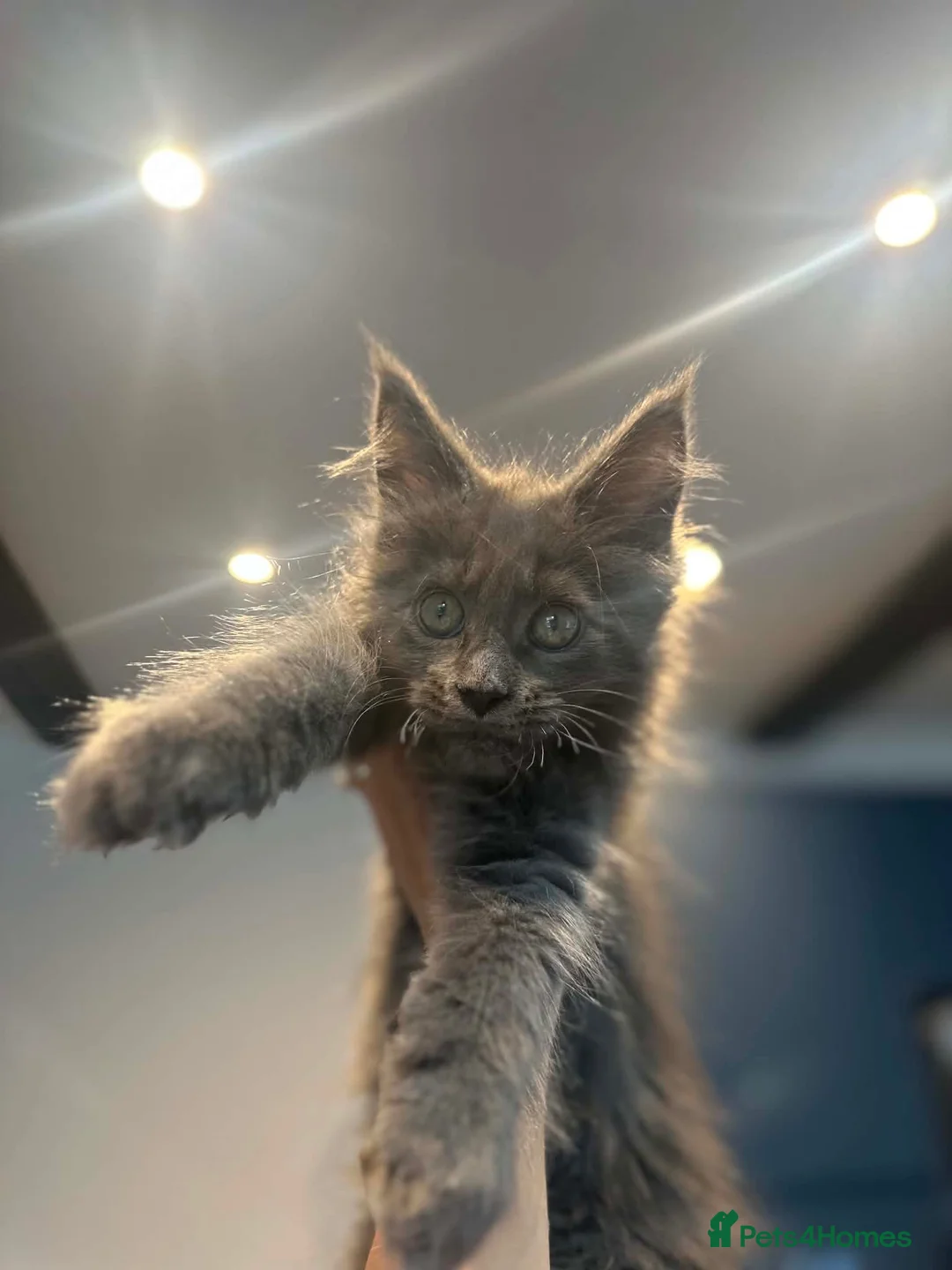 Maine Coon cats for sale: Blue Smoke Maine Coon TICA Babies - Advert 2
