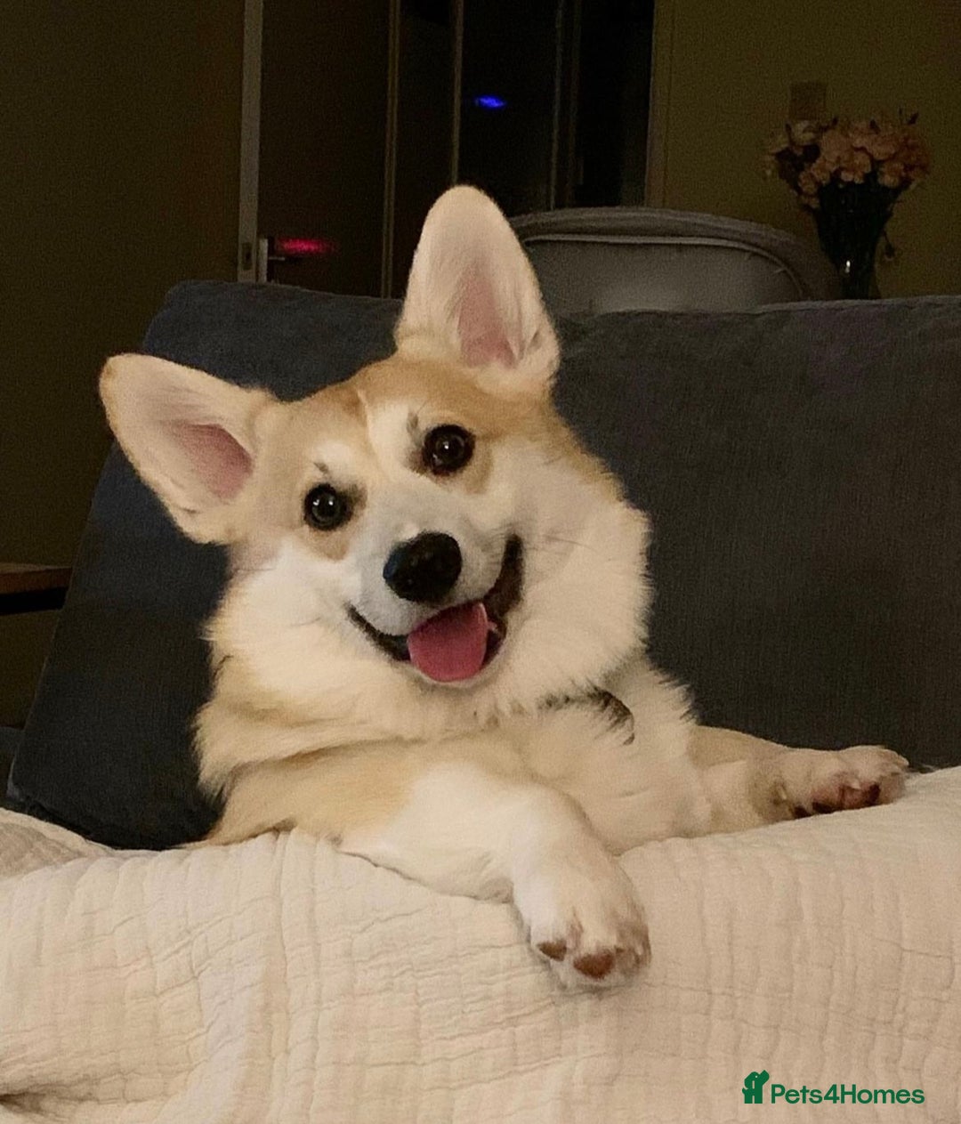 Welsh Corgi Pembroke dogs for sale: Show quality puppies - Image 25