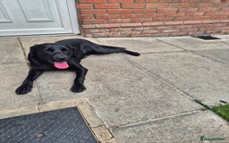 Springador dogs for sale: Labrador  - Image 13