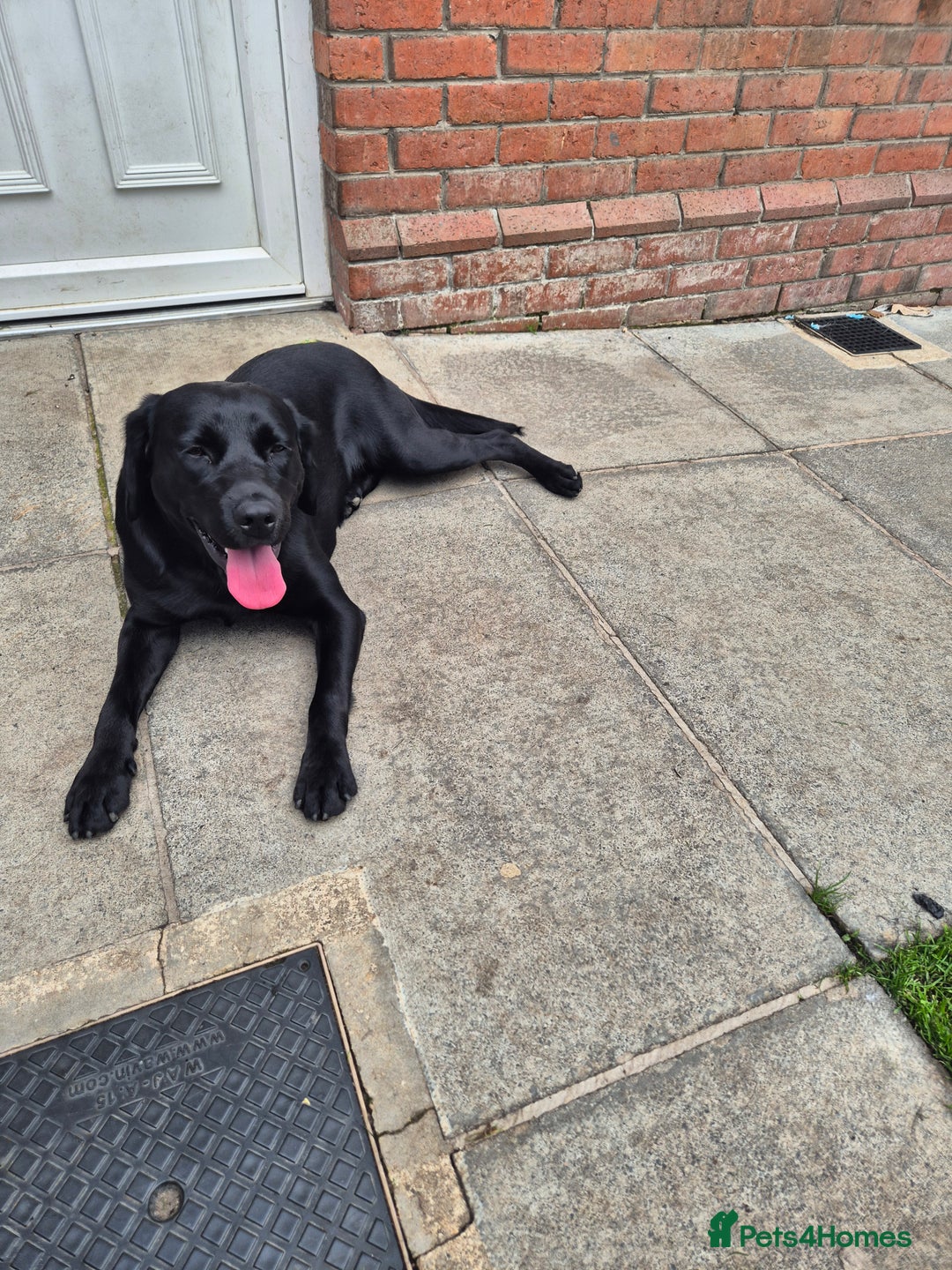 Springador dogs for sale: Labrador  - Image 13