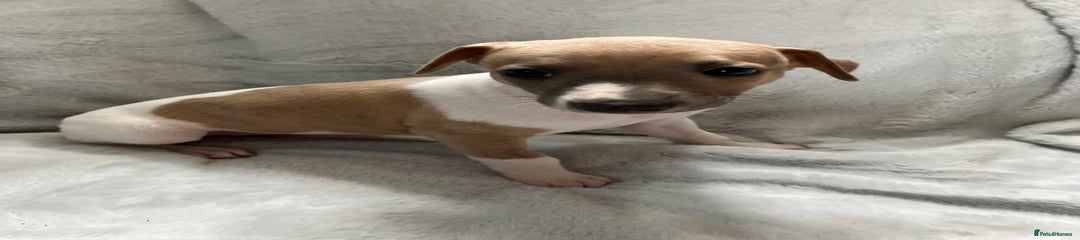 Whippet Puppy 4
